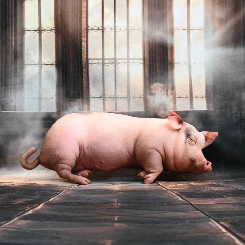 Kawaii Realistic Sleeping Pig  - Home Office Sofa recension och pris